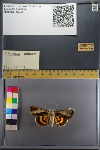Media type: image;   Entomology 750192